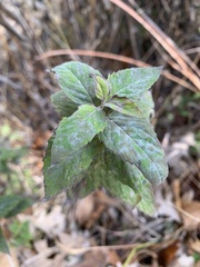 Rangoon creeper (Quisqualis)