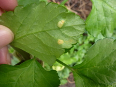 Puccinia smyrnii