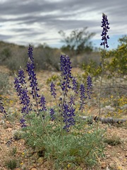 Lupinus havardii