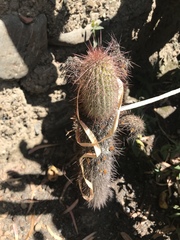 Cleistocactus