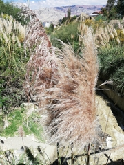 Cortaderia jubata