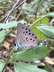 Pseudolycaena marsyas