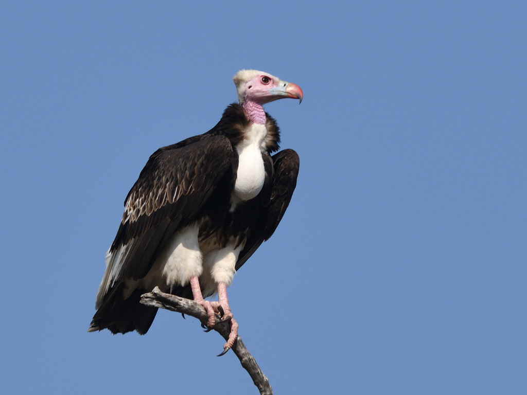White-Headed Vulture