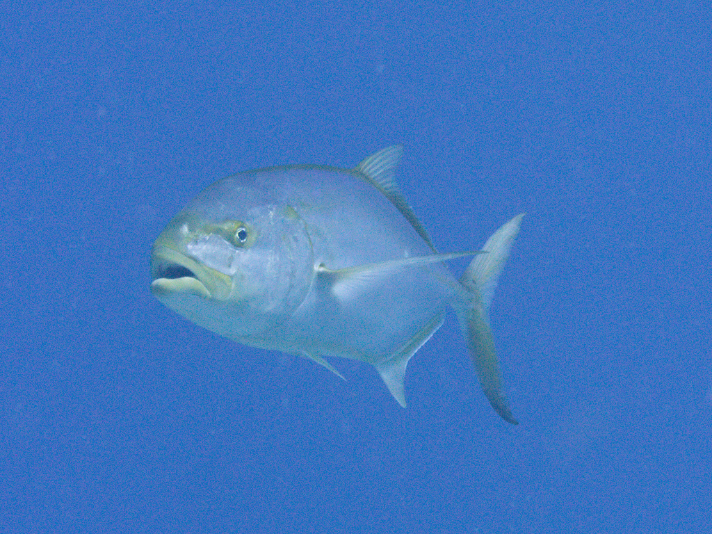 Yellow Jack