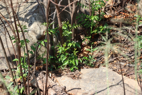 Image of Clausena anisata by (c) Tony Rebelo, some rights reserved (CC BY-SA)