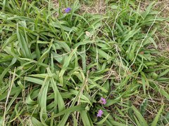 Tradescantia gigantea