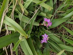 Tradescantia gigantea