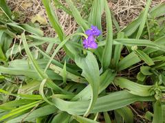 Tradescantia gigantea