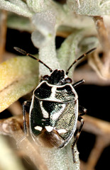 Eurydema sea
