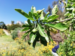 Dunalia brachyacantha