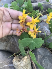 Tropaeolum seemannii