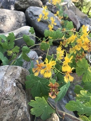 Tropaeolum seemannii