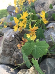 Tropaeolum seemannii