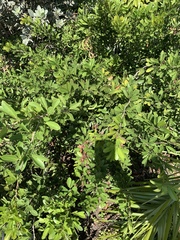 Pithecellobium keyense