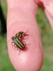 Astylus vittaticollis