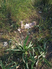 Asphodelus ramosus ramosus