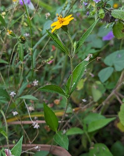 Hairy Wedelia (Wedelia acapulcensis)