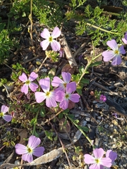 Malcolmia maritima