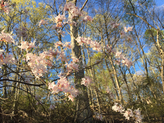 Rhododendron canescens