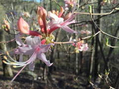 Rhododendron canescens