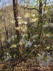 Rhododendron canescens