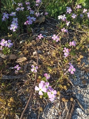 Malcolmia maritima