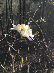 Rhododendron canescens