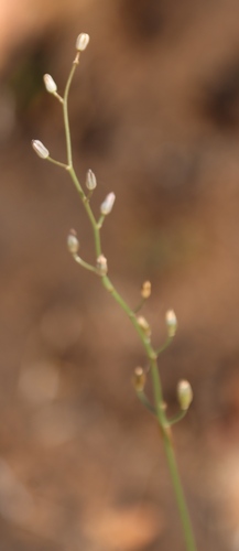 Drimia calcarata