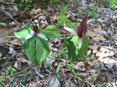 Trillium stamineum
