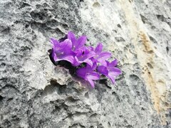(c) David Delon, some rights reserved (CC BY) Campanula morettiana, photograph (c) David Delon, some rights reserved (CC BY)