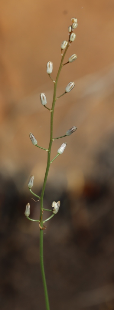 Drimia calcarata, west of Manzaa River, Bivane Dam Nature Reserve
