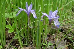 Iris ruthenica