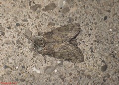Macrurocampa marthesia