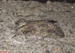 Macrurocampa marthesia