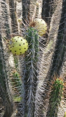 Corryocactus melanotrichus