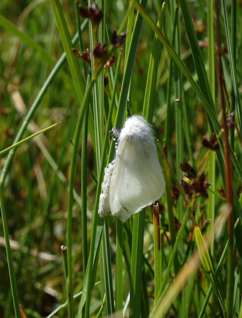 White Satin Moth from Russia, Republic of Dagestan, Tsumadinskiy ...