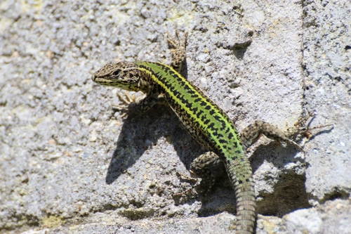 Bocage's Wall Lizard