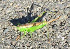Conocephalus semivittatus