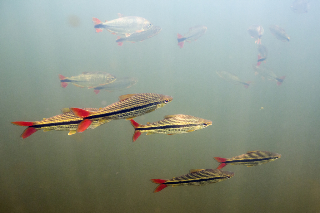 Schizodon isognathus