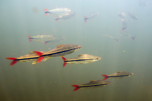 Schizodon isognathus