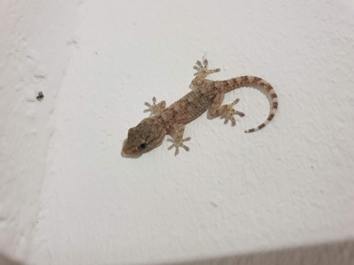 Moorish Gecko