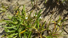 Plagiobothrys humistratus
