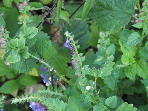 Tall skullcap (Scutellaria altissima)
