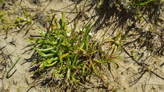 Plagiobothrys humistratus