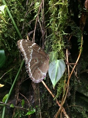 Morpho helenor coelestis