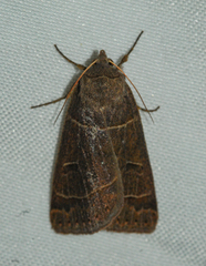 Phoberia atomaris