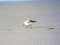 Calidris alba