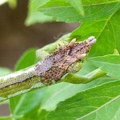 Trioceros fuelleborni