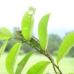 Trioceros fuelleborni