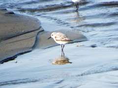 Calidris alba